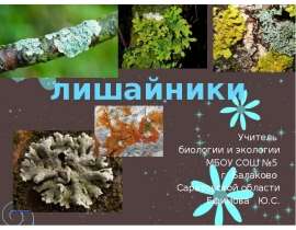 Лишайники