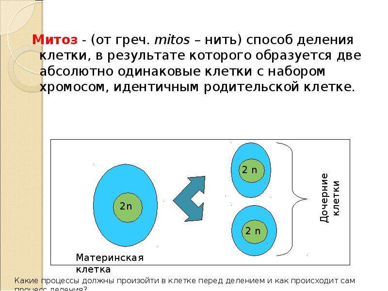 Одинаковые клетки. Как происходит деление клеток. Способы деления клетки. Циклы митоза. Клетка перед делением.