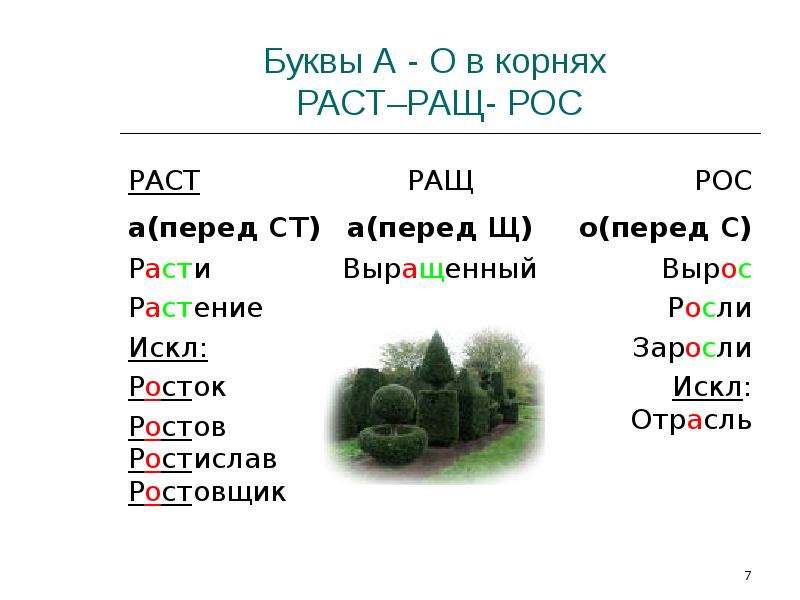 Буквы о а в корне раст рос 5 класс презентация