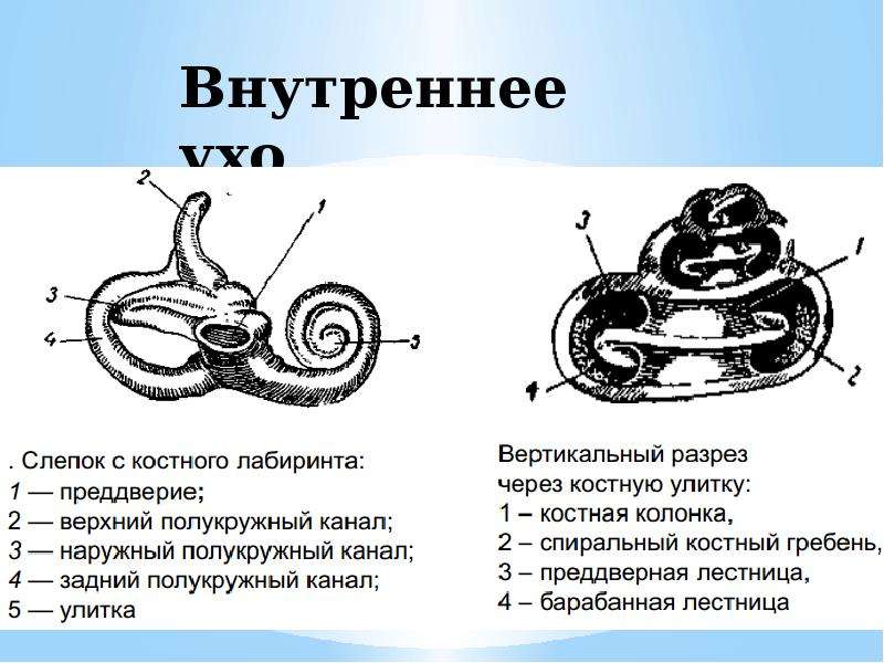 Презентация анатомия и физиология органов речи