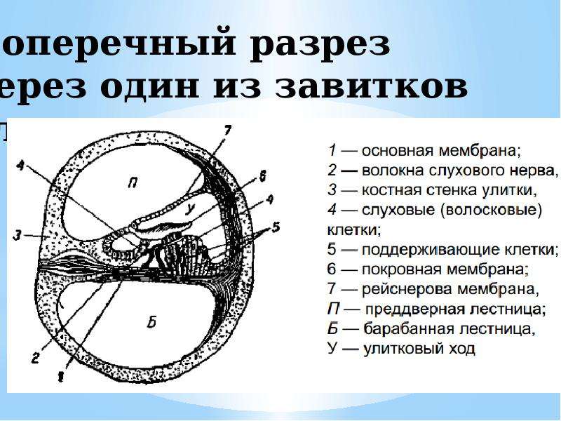 Анатомия физиология и патология органов речи. Перепончатый Лабиринт разрез через основной завиток улитки. Поперечный разрез через органы речи. Перепончатый Лабиринт разрез через основной. Основного завитка улитки.