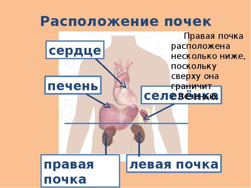 Местоположение почек в организме человека картинка