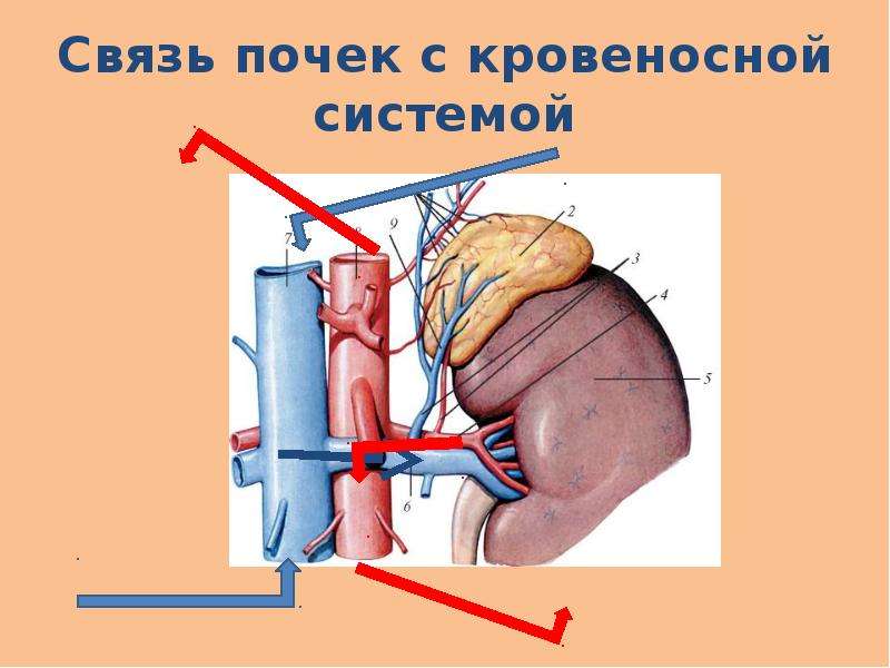 Удали почку. Взаимосвязь почек с другими органами. Кровеносная система почки. Связь почек с кровеносной системой. Как почки удаляют из организма вредные вещества.