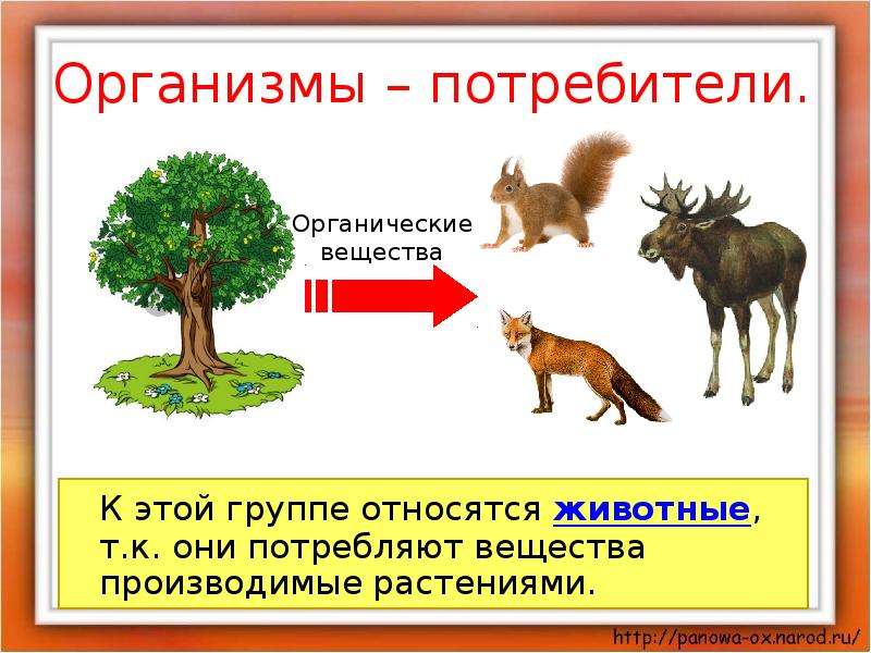 Презентация круговорот жизни 3 класс окружающий мир. Круговорот жизни в лесу. Звери относящиеся к существительным. Какое животное отнесено к множеству неверно. Отметь галочкой тех животных которые относятся к зверям.