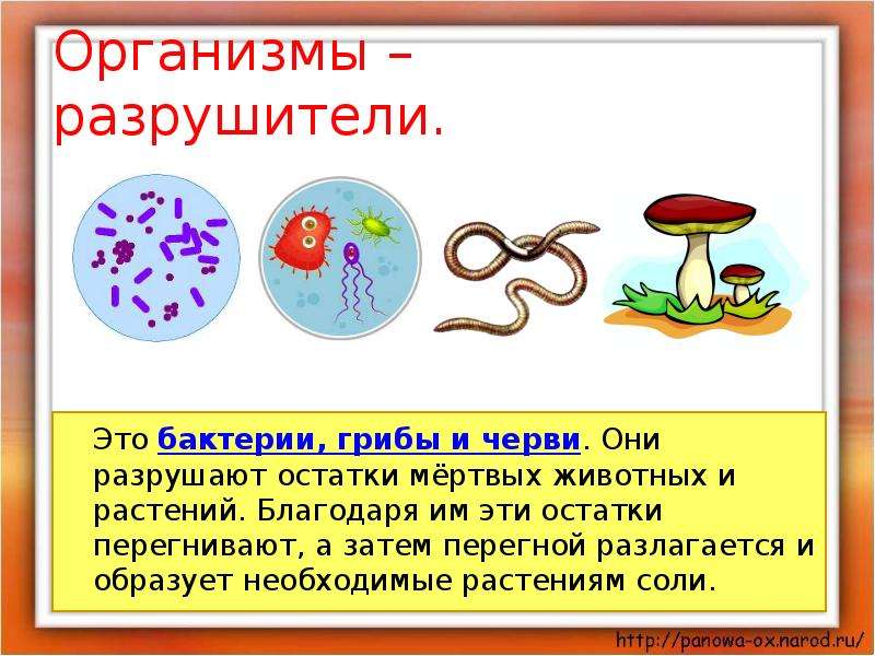 Роль грибов в жизни бактерий. Грибы и бактерии. Великий круговорот жизни. Великий круговорот жизни презентация. Грибы и бактерии 3 класс.