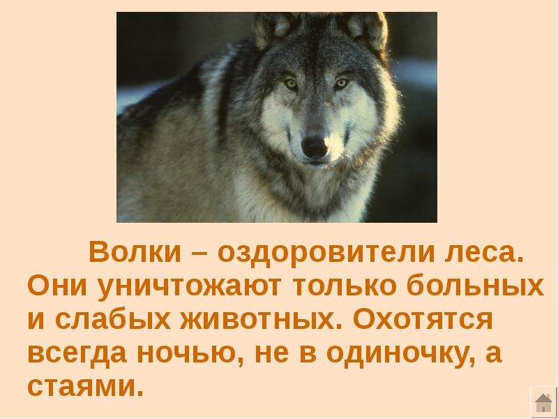 Доклад одиночки. Интересное о волках. Интересные факты о волках. Интересные факты про Волков. Интересные Фанки о волка.