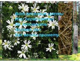 Первоцветы дальнего востока