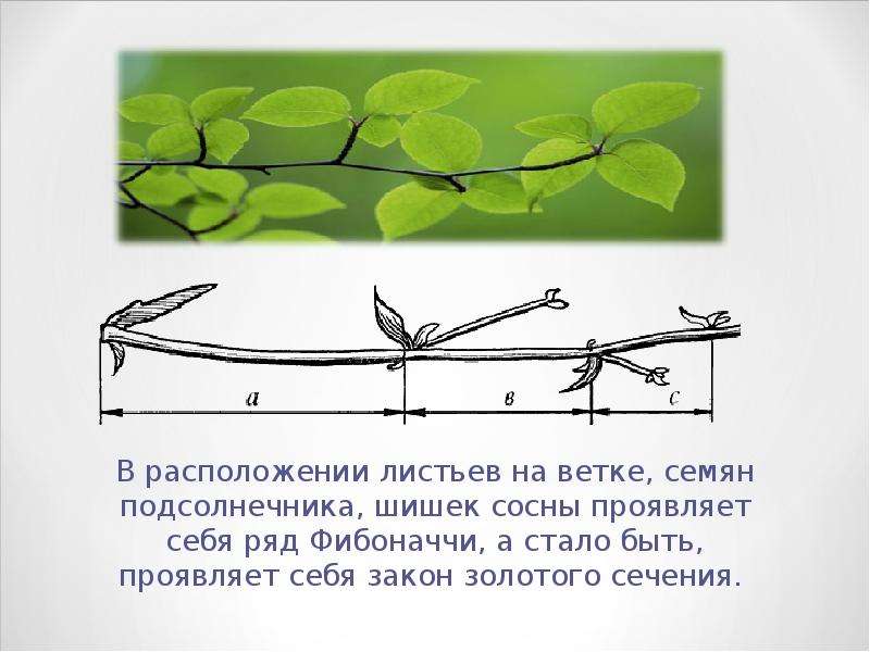 Расположены ветви. Золотое сечение лист. Золотое сечение лист дерева. Золотое сечение в природе ветки дерева. Золотое сечение листья на ветке.