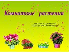 Комнатные растения. Краса на окне
