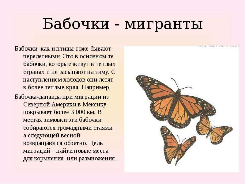 Бабочки живут всего. Где живут бабочки. Описание бабочки. Слайды бабочки. Обитание бабочек.