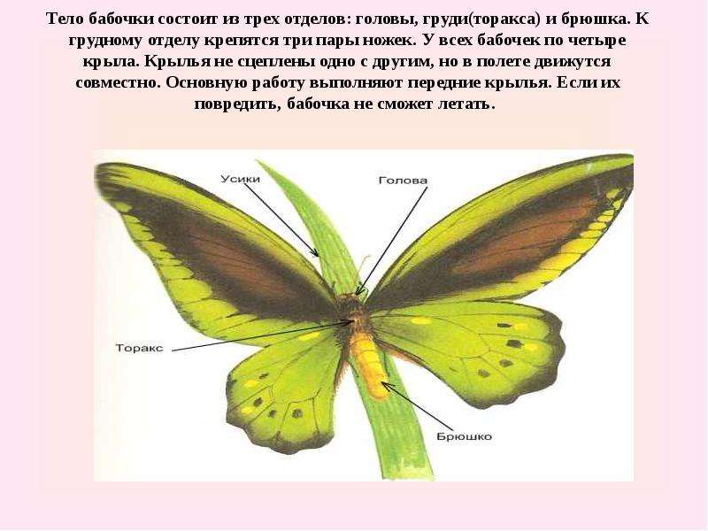 Тело насекомых состоит из трех отделов. Чешуекрылые бабочки строение. Тело бабочки. Тело бабочки состоит из. Брюшко бабочки строение.