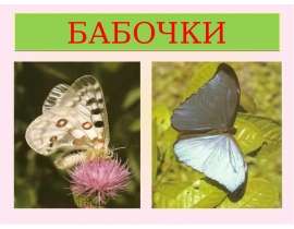 Бабочки - живая краса