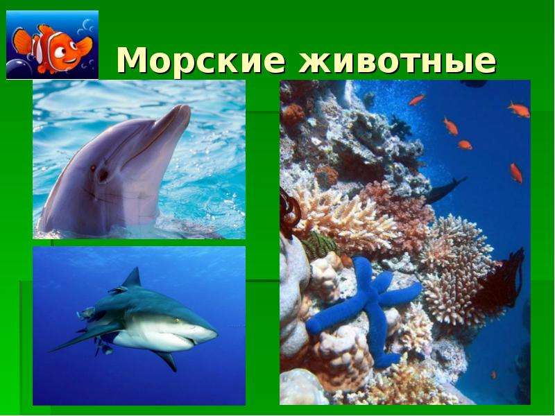 Морские животные презентация 3 класс