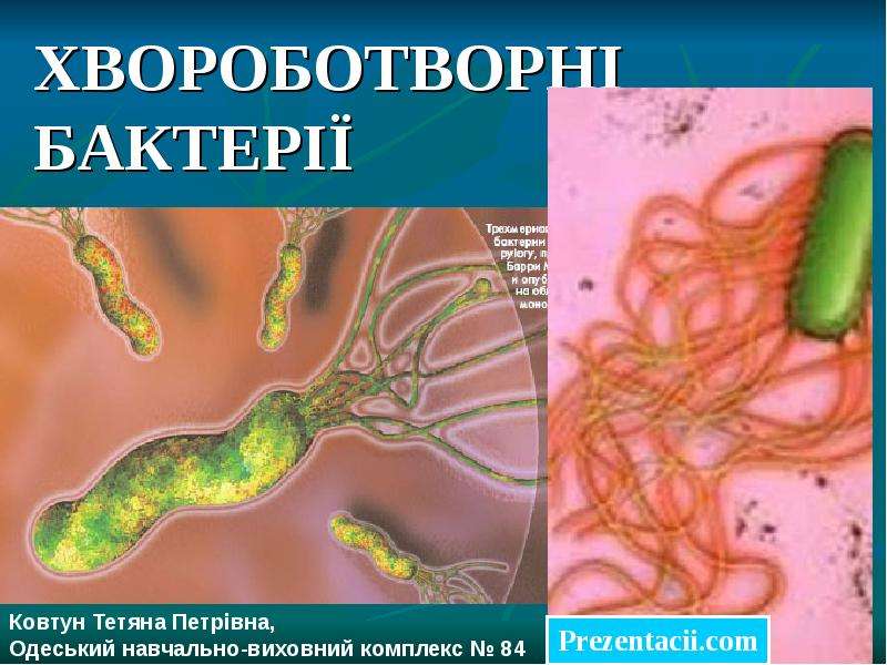 Болезнетворные бактерии презентация