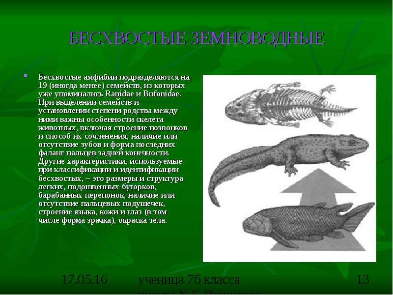 Земноводные презентация 1 класс