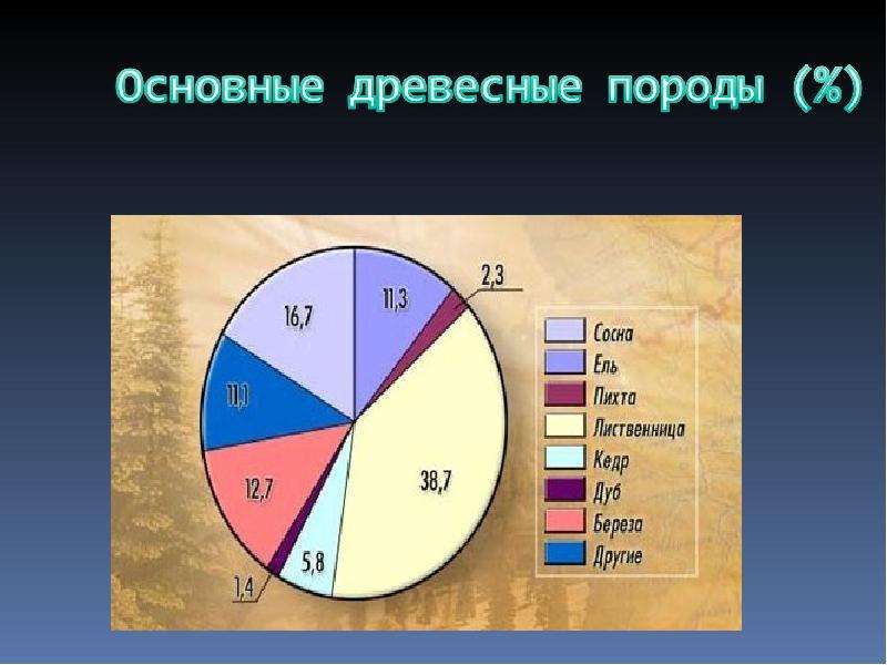 Основные лесные породы. Основные древесные породы. Основные древесные породы России. Основные древесные породы Кыргызстана.
