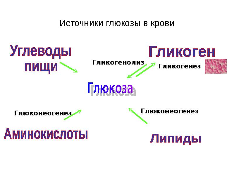 Источники глюкозы