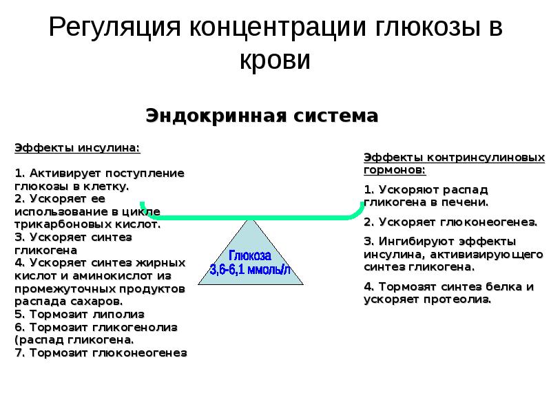 На рисунке представлена схема отображающая механизм поддержания оптимальной концентрации глюкозы огэ