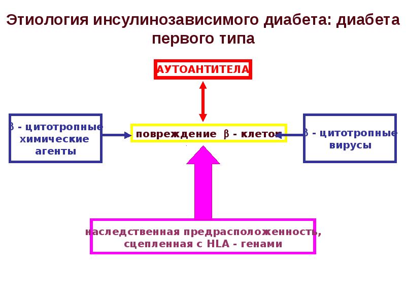 У птиц высокий обмен веществ