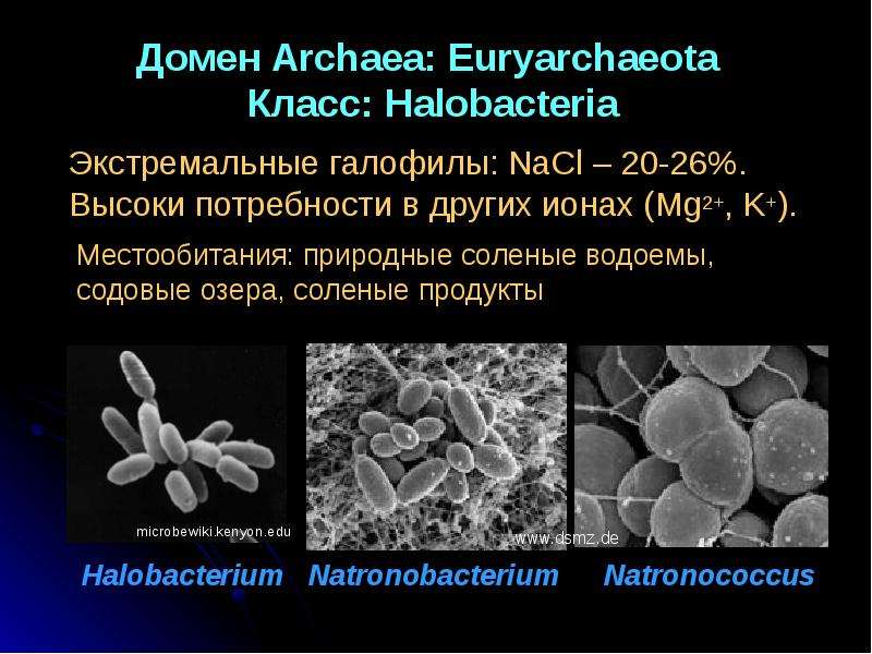 Археи. Археи галофилы. Галобактерии археи. Галофилы микроорганизмы. Архебактерии галобактерии.