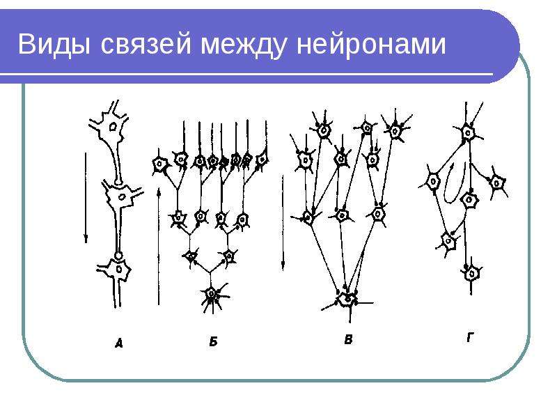 Связь между нейронами презентация