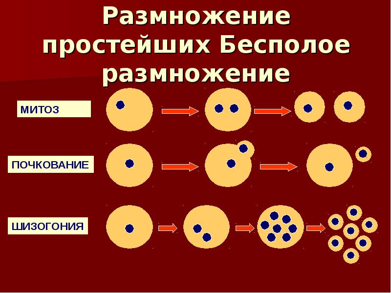 Размножение простейших