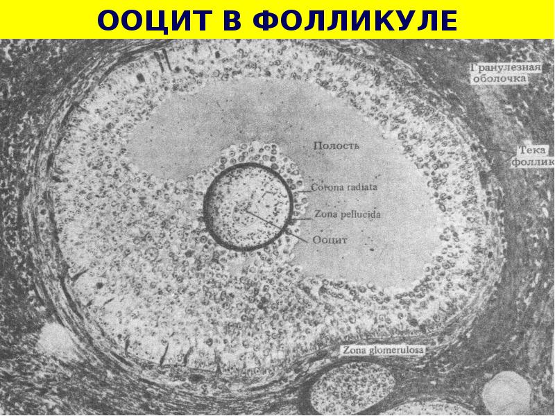 Ооциты. Ооцит. Ооциты и фолликулы разница. Mii ооцит. Ооцит II.