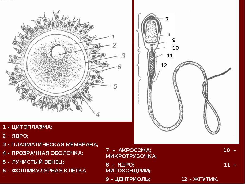 Органы размножения 8 класс презентация