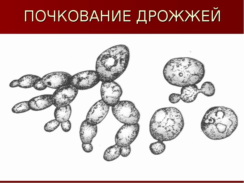 Бесполое размножение 6 класс биология презентация