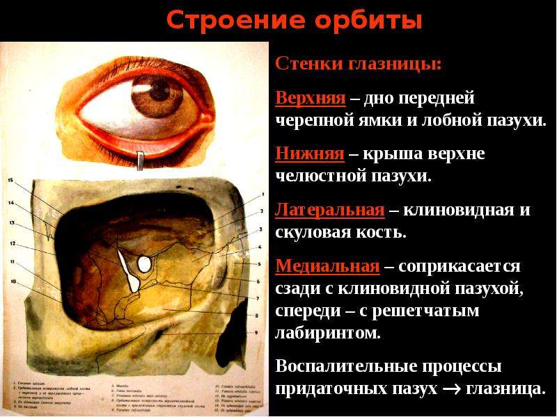 1 строение глазницы. Строение латеральной стенки глазницы. Костное строение орбиты. Наружная стенка глазницы анатомия. Верхняя стенка глазницы строение.