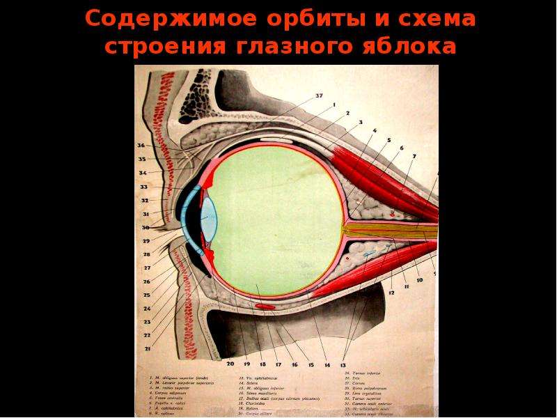 Орбита глаза. Схема глазного яблока (в сагиттальном сечении). Глазное яблоко топографическая анатомия. Фасции глазного яблока анатомия. Строение глазного яблока анатомия.