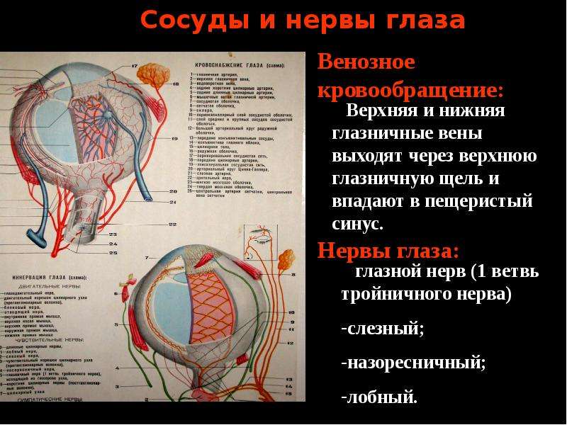 Глазная артерия. Сосуды и нервы глазного яблока. Сосуды и нервы органа зрения. Сосуды глазного яблока кровоснабжение.