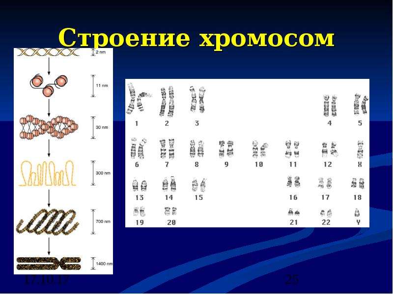 Строение 25