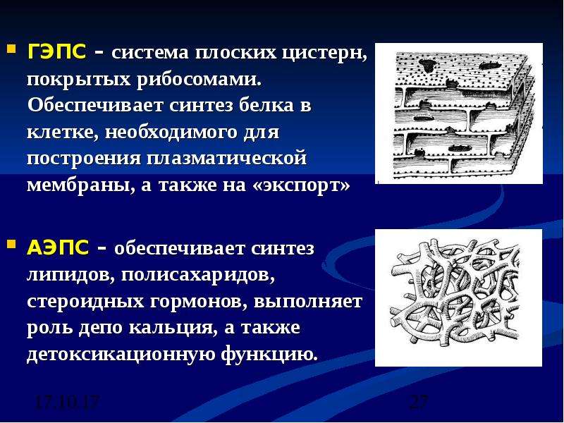 Обеспечивает синтез. ГЭПС что это. Система плоских цистерн. Государственная электронная Почтовая система (ГЭПС). Система плоских цистерн с отходящими от них пузырьками это.