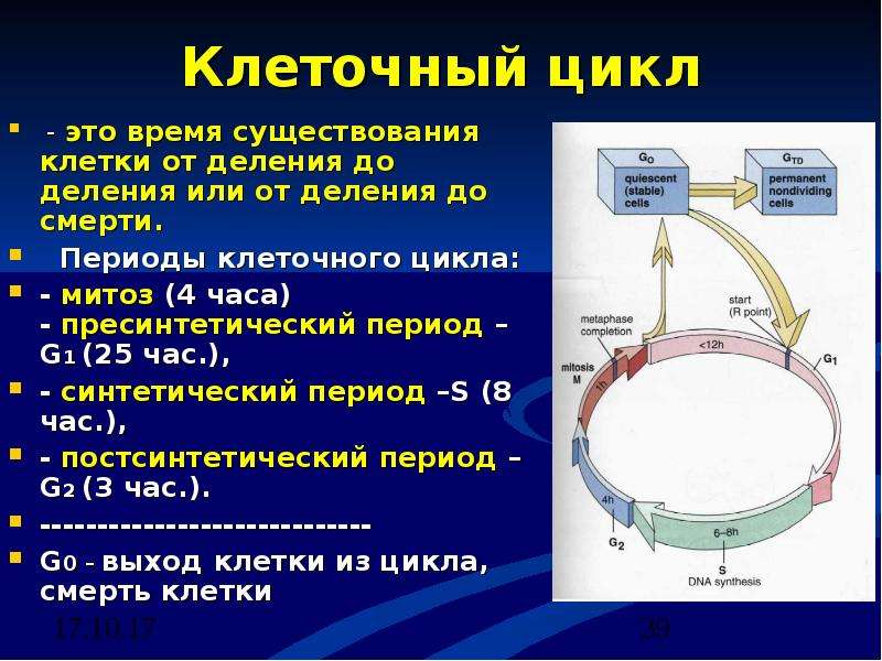 Синтетический период клетки