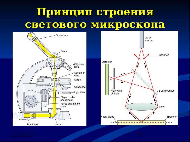 Чем световой микроскоп отличается от светового