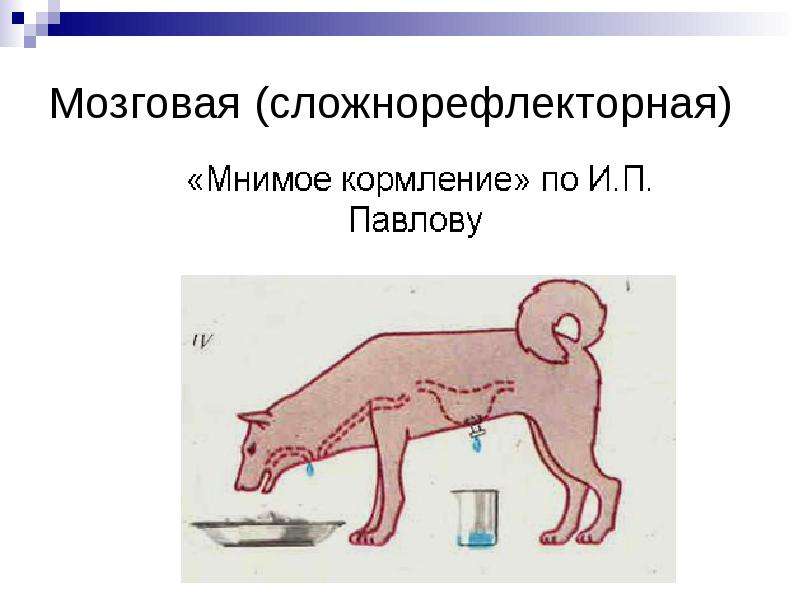 Схема формирования малого экспериментального желудочка по павлову