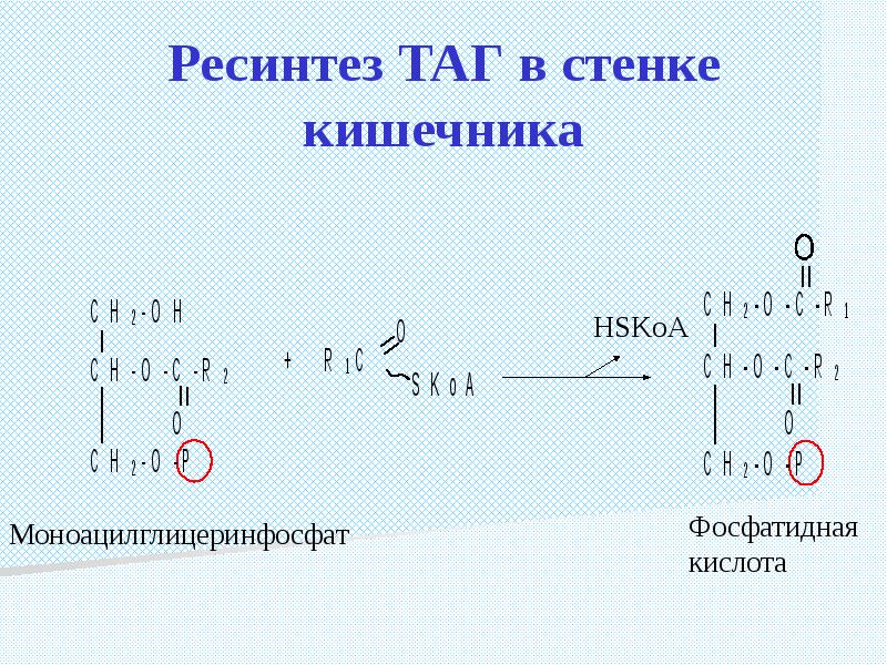 Синтез таг. Ресинтез липидов таг. Роль ресинтеза липидов. Схема ресинтеза таг в стенке кишечника.. Ресинтез таг в стенке кишечника.