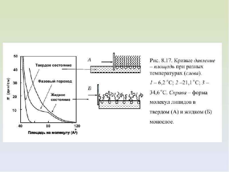 Фазовые переходы мембраны. Подвижность липидов в мембранах. Фазовое состояние мембраны. Фазовые переходы в мембранных системах.