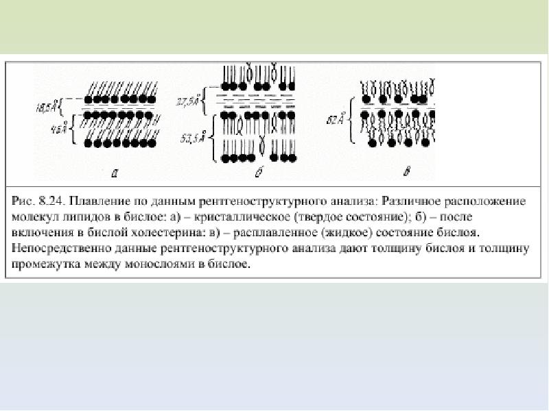 Соотнесите объекты с их обозначениями на рисунке фосфолипидный бислой