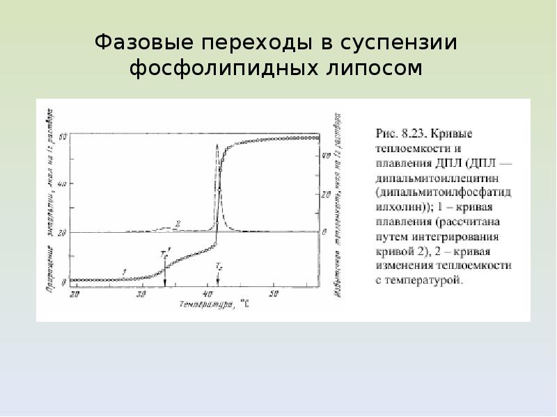 Фазовые переходы мембраны