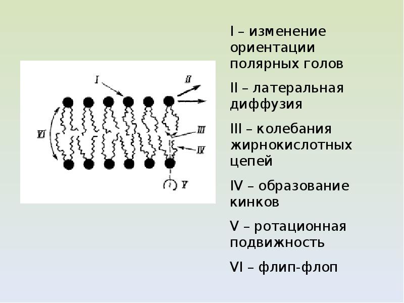 Липиды мембран