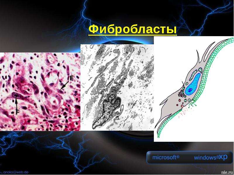 Соединительная ткань презентация