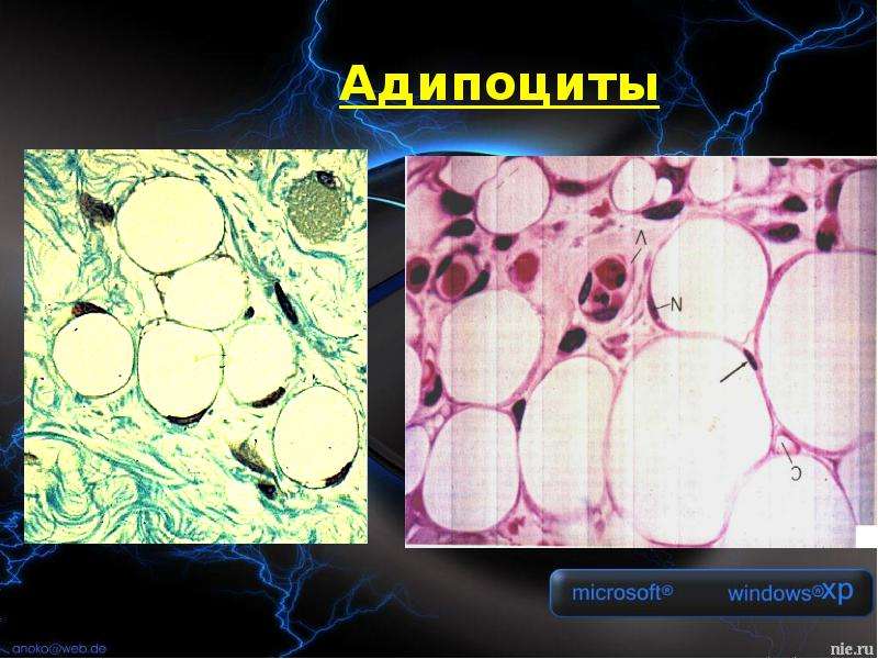 Соединительная ткань рниму презентация