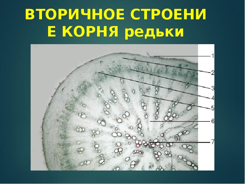 Вторичное строение. Вторичное строение корня редьки. Строение корнеплода редьки. Вторичное строение корнеплода редьки. Корень редьки строение.