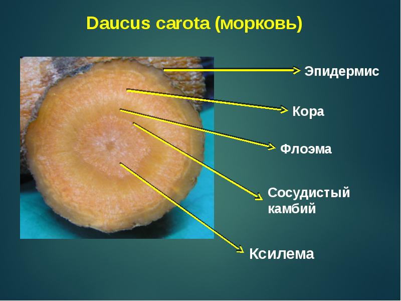 Сердцевина клубня. Анатомическое строение корнеплода моркови. Поперечный срез корнеплода моркови. Схема поперечного среза корнеплода моркови. Срез моркови.