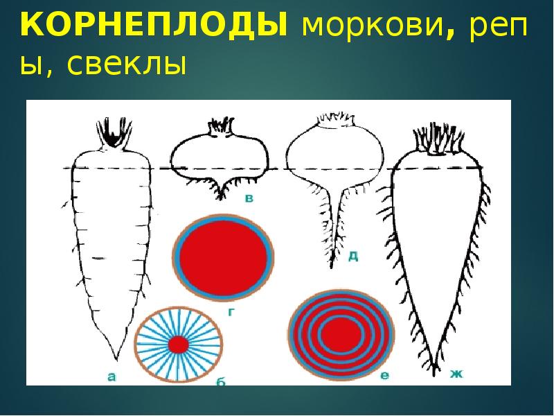 Рассмотрите рисунок корнеплодов моркови и репы. Корнеплоды моркови репы и свеклы. Строение корнеплода моркови. Морфологическое строение корнеплода редьки. Внешнее строение корнеплода.