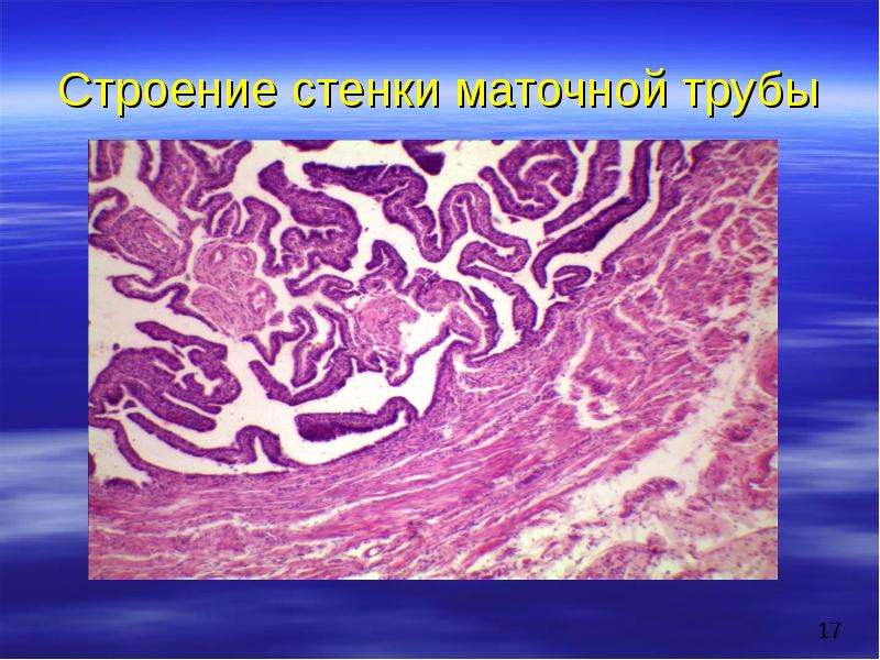 Женская половая система анатомия презентация