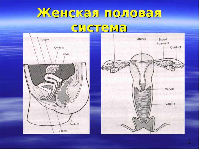 Половая система презентация