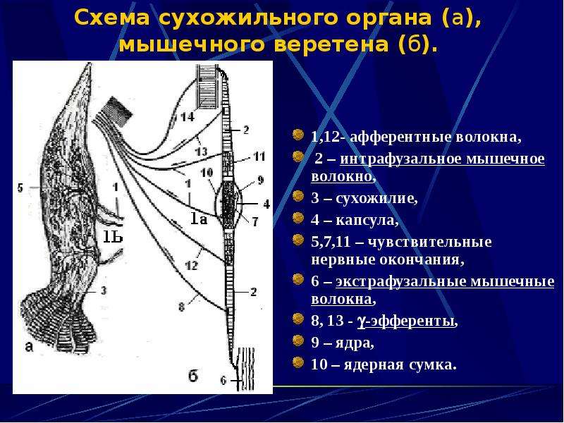 Нервно мышечное веретено схема